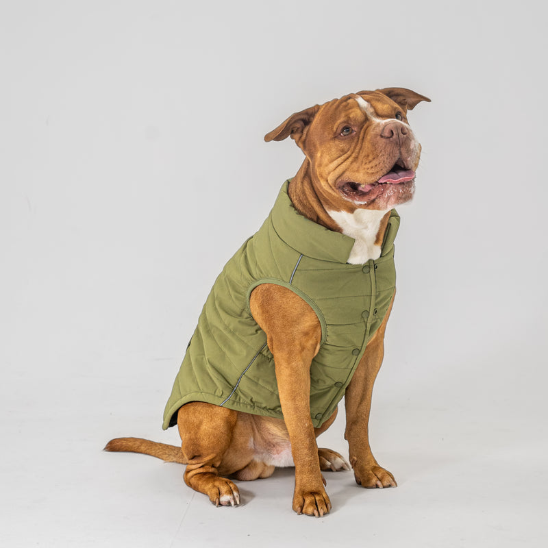 Dog Vest (Green)