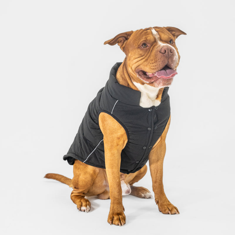 Dog Vest (Black)